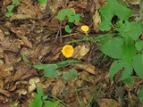 Cantharellus lateritius image