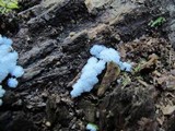Ceratiomyxa fruticulosa var. fruticulosa image