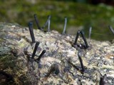 Leprieuria bacillum image