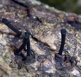 Leprieuria bacillum image