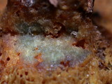 Suillus caerulescens image