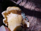 Trichoderma viride image