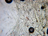 Bolbitius vitellinus image