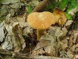 Boletus innixus image