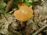 Boletus innixus image