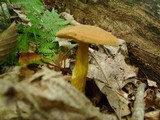 Boletus innixus image