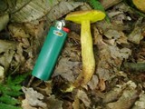 Boletus innixus image