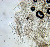 Bolbitius vitellinus image