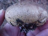 Scleroderma areolatum image