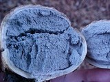Scleroderma areolatum image