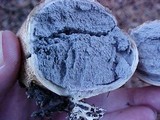 Scleroderma areolatum image