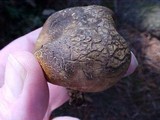Scleroderma bovista image