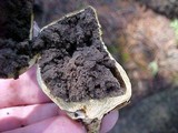 Scleroderma bovista image