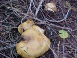 Russula subfoetens image