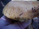 Russula subfoetens image