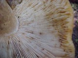 Russula subfoetens image
