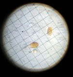 Bolbitius vitellinus image