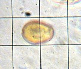 Bolbitius vitellinus image