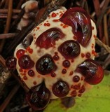 Hydnellum peckii image