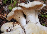 Cantharellus subalbidus image