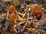 Psilocybe crobula image