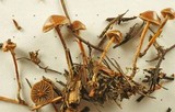 Psilocybe crobula image