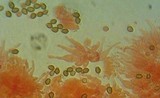 Psilocybe crobula image