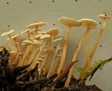 Collybia cirrhata image