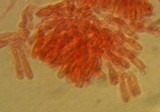 Collybia cirrhata image