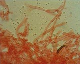 Collybia cirrhata image
