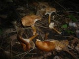 Clitocybe sinopica image