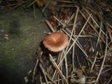 Clitocybe sinopica image