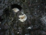 Clitopilus hobsonii image