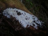 Peniophorella praetermissa image