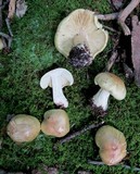 Tricholoma saponaceum image