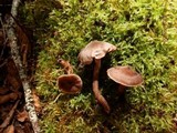 Cortinarius flexipes image