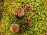 Cortinarius flexipes image