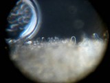 Bolbitius vitellinus image