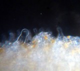 Bolbitius vitellinus image