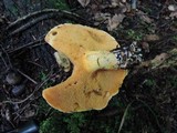 Suillus subaureus image