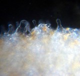 Bolbitius vitellinus image