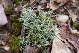 Cladonia furcata image