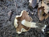 Inocybe corydalina image