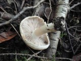 Inocybe corydalina image