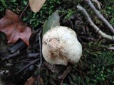 Inocybe corydalina image