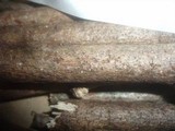 Melomastia mastoidea image