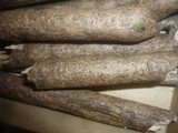 Melomastia mastoidea image