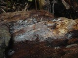 Subulicystidium longisporum image
