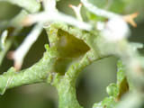 Cladonia furcata image