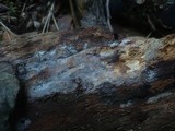 Subulicystidium longisporum image